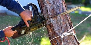 Trusted Burgettstown, PA Tree Services Experts